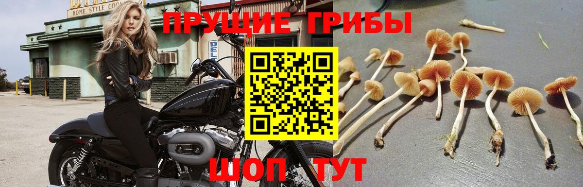 Галлюциногенные грибы Psilocybe Сальск